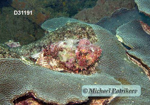 Spotted Scorpionfish (Scorpaena plumieri)